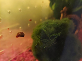 Ramshorn Snails Pink and Leopard