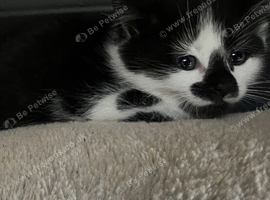 Kitten female