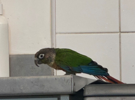 Conure semi tame