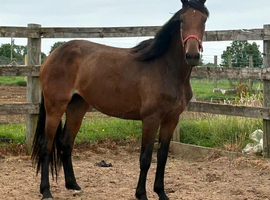Lovely Irish Draught x Warmblood Mare