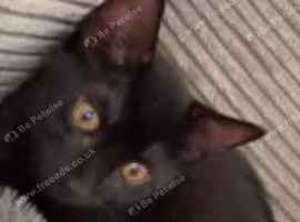 Black kitten for rehome