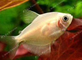 Black/white widow tetras