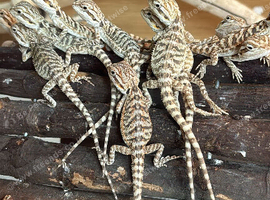 Baby bearded dragons