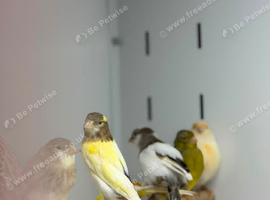 Canaries