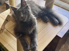 Maine Coon. Blue Smoke.