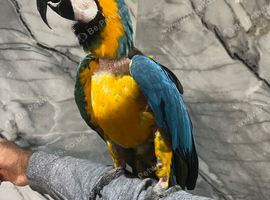 Tame Talking Blue and gold Macaw Parrot