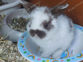 Beautiful baby lops
