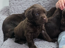 Cockerdor puppies cockador puppies