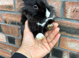 Coco & Moon &ndash; Two male rabbits looking for loving homes