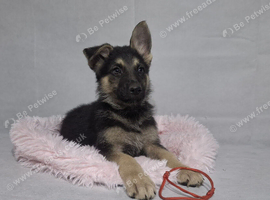 Beautiful German shepherd puppies