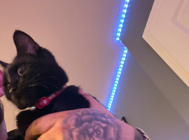 10 month old cat