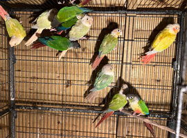 Conures