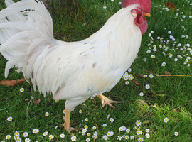 Rooster for sale