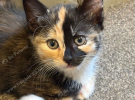 4 beautiful kittens looking for there forever homes