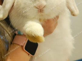 Rabbit