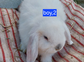 2 boys Mini lops for sale