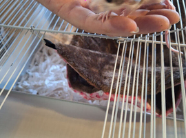 Baby female dumbo/rex rats