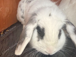 mini lop