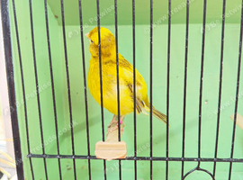 Fife Canary Hen 2024