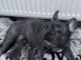 Meet Blue, our handsome French Bulldog boy!