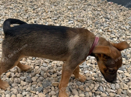 12 Week Old German Shepard