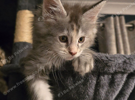 Beautiful Tica Maincoon Kittens