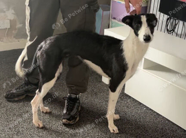 Lurcher bitch