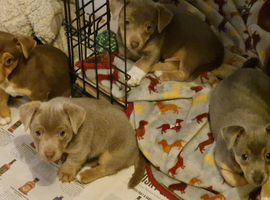 For Sale Beautiful Jack Russell Puppies