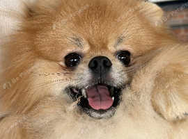 Pomeranian available for stud