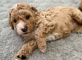 Cavapoo puppies