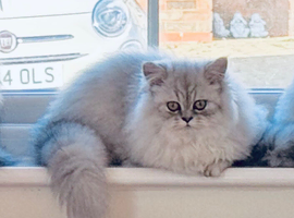 Ready Now - Kitten - 1 Male Chinchilla Silver Persian