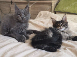 Maine coon kittens
