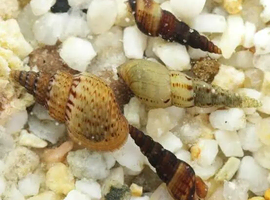 Malaysian Trumpet Snails Cheap, 40 for 10 GBP