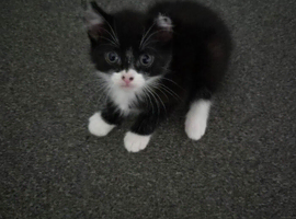 Male and female kittens