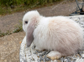 Mini lops pure bred mixed sex