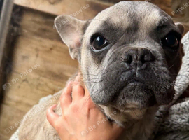 Isabella girl frenchie