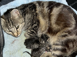 Tabby kitten