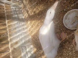 Cherry duck free to good home ,