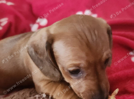 5 kc reg mini dachshund pups for sale