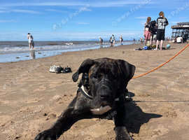 8 month old presa