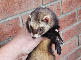 Polecat jills