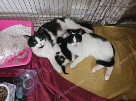 Kittens