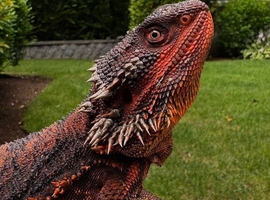 RED MONSTER 100% MALE