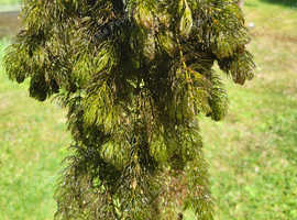 Hornwort oxygen plant