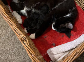 3 kittens available