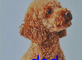 3/4 Poodle Puppies