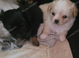 Chihuahua puppies