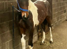 Stunning 2 y o coloured youngster 16.2hh at maturity