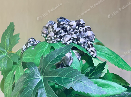 Amazon milk frog babies