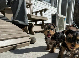 Yorkshire terrier litter of puppies
